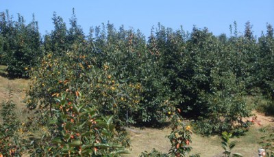 2700그루의 감나무들