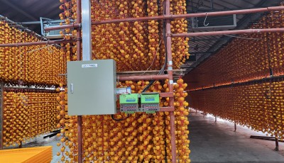 2025년 감 수확후 감깍는 작업을 완료했습니다. 구경해 보세요