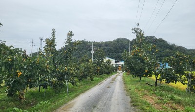 2025년 감수확이 대풍입니다. 올해는 맛있는 반건시 & 건시로 만나요