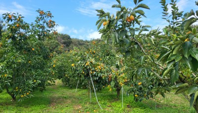 2025년 감수확이 대풍입니다. 올해는 맛있는 반건시 & 건시로 만나요
