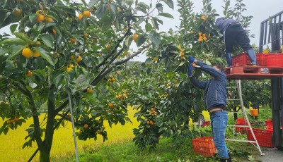 2025년 감수확이 대풍입니다. 올해는 맛있는 반건시 & 건시로 만나요