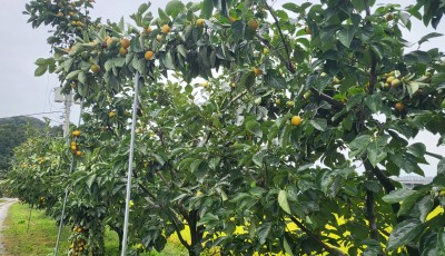 2025년 감수확이 대풍입니다. 올해는 맛있는 반건시 & 건시로 만나요