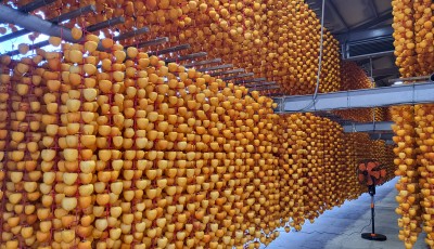 2025년 감 수확후 감깍는 작업을 완료했습니다. 구경해 보세요